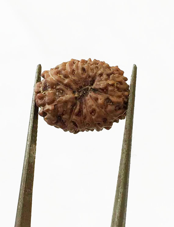 12 Mukhi Certified Indonesian Rudraksha Size- 14 mm